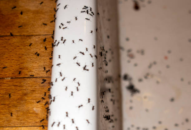 Best Termite Control Services  in Westwego, LA