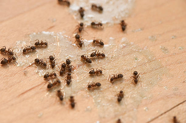 Westwego, LA Pest Control Company